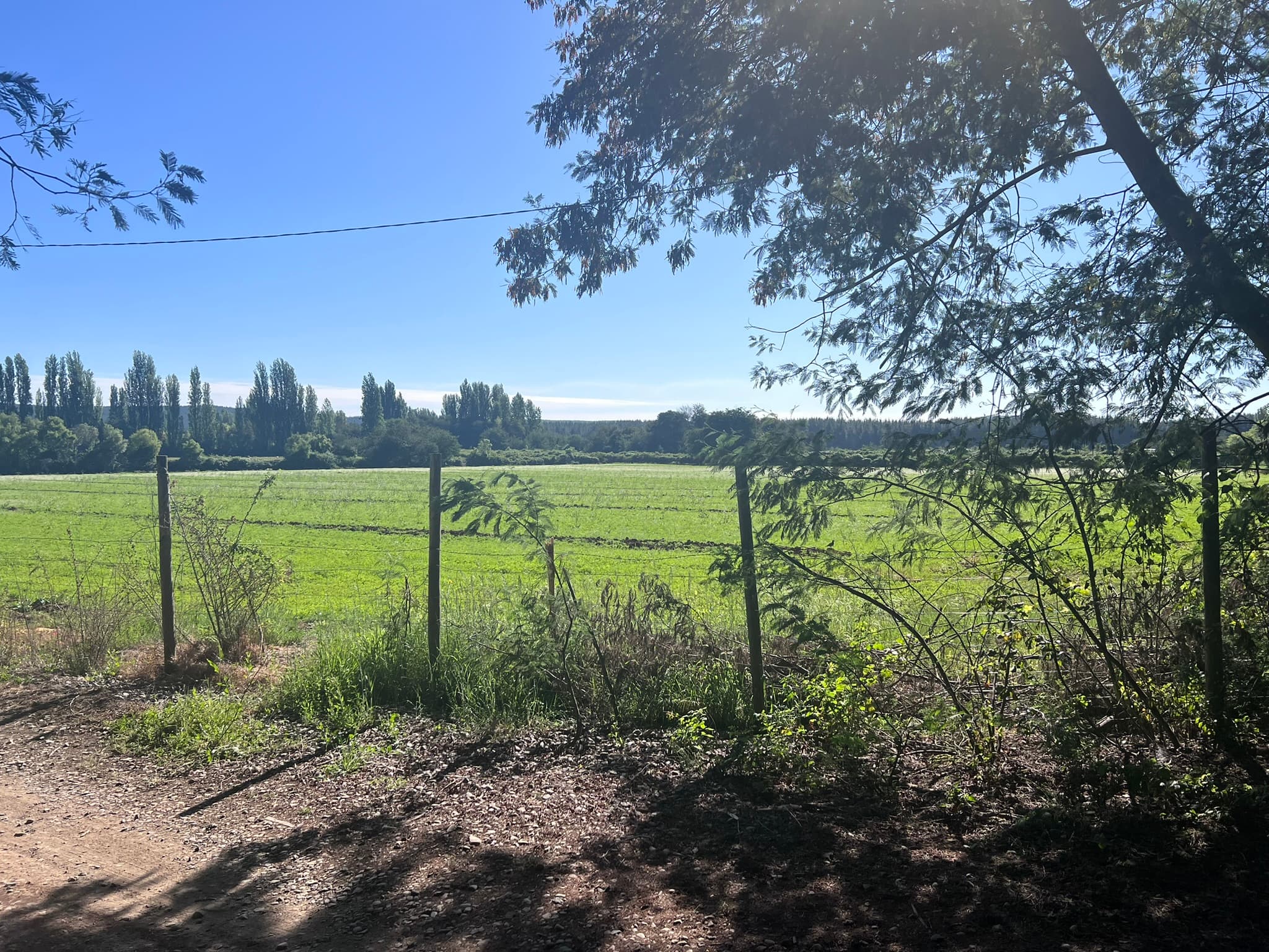 Camino interior bordeando los campos del predio